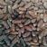 厂家直发精品沙特椰枣一手货源，品质好价格低欢迎咨询