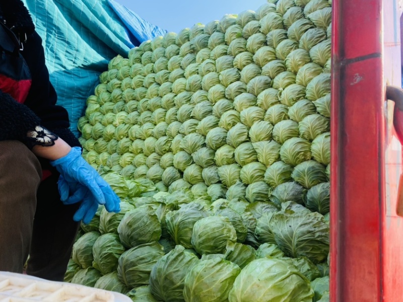 甘蓝产地直发一手货源品质保证对接各大市场电商欢迎骚扰