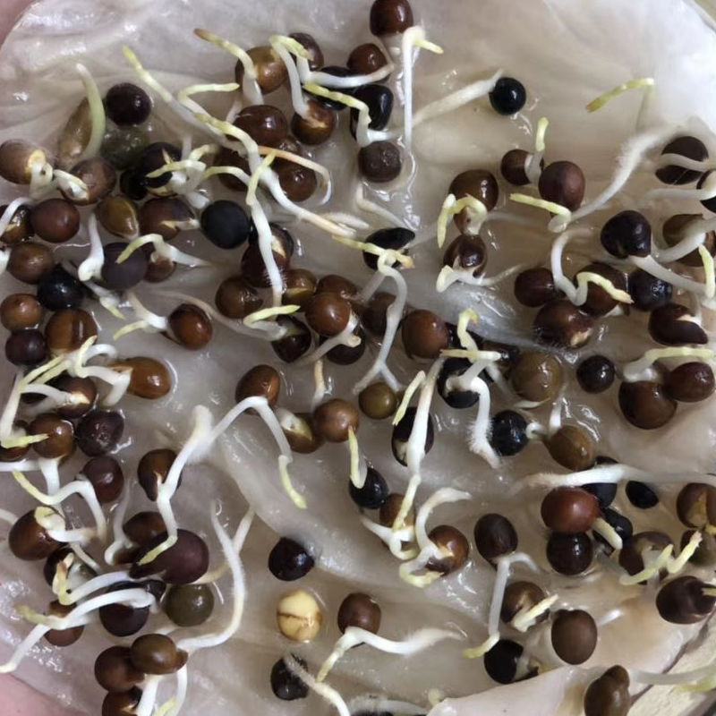 毛苕子种子，果园绿肥饲用养殖牧草蜜源花卉固土护坡草籽批发