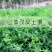 毛苕子种子，果园绿肥饲用养殖牧草蜜源花卉固土护坡草籽批发