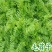 毛苕子种子，果园绿肥饲用养殖牧草蜜源花卉固土护坡草籽批发