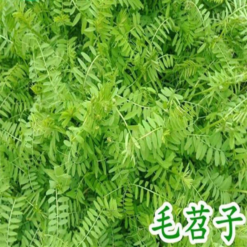 毛苕子种子，果园绿肥饲用养殖牧草蜜源花卉固土护坡草籽批发