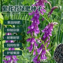 光叶紫花苕种子毛苕子种子果园绿肥种籽养蜂蜜源植物牧草草籽