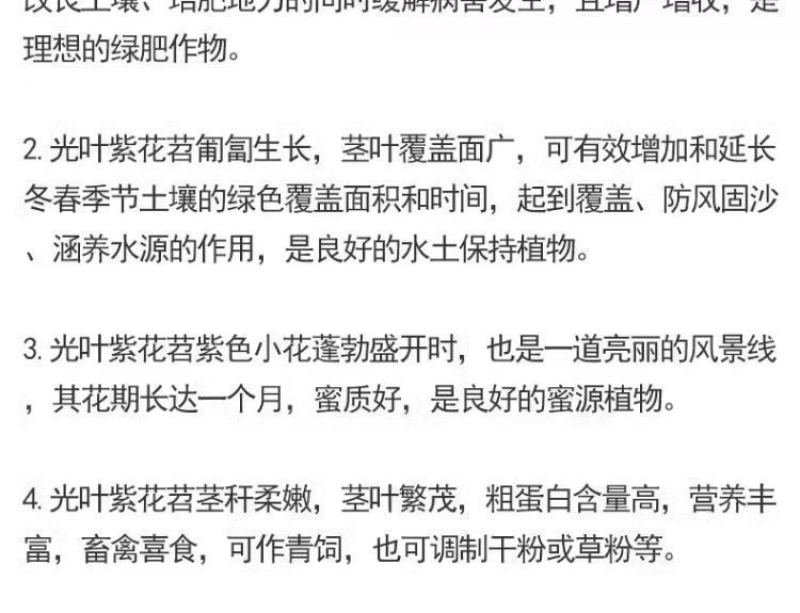 光叶紫花苕种子毛苕子种子果园绿肥种籽养蜂蜜源植物牧草草籽