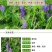 光叶紫花苕种子毛苕子种子果园绿肥种籽养蜂蜜源植物牧草草籽