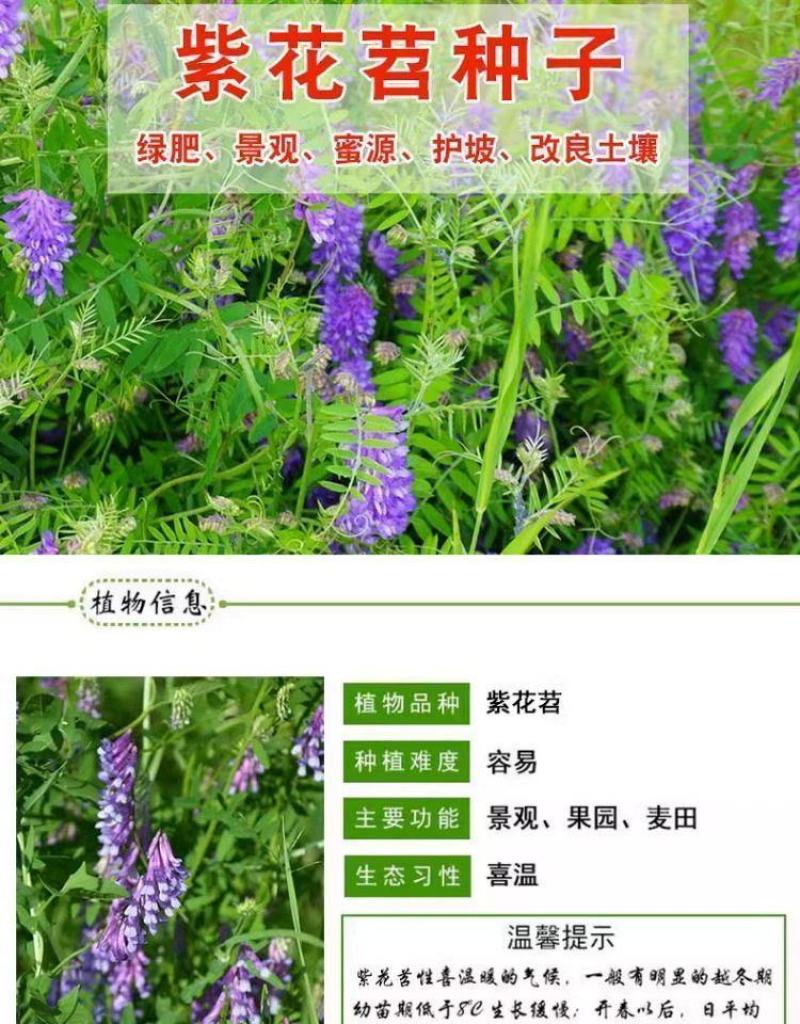 光叶紫花苕种子毛苕子种子果园绿肥种籽养蜂蜜源植物牧草草籽