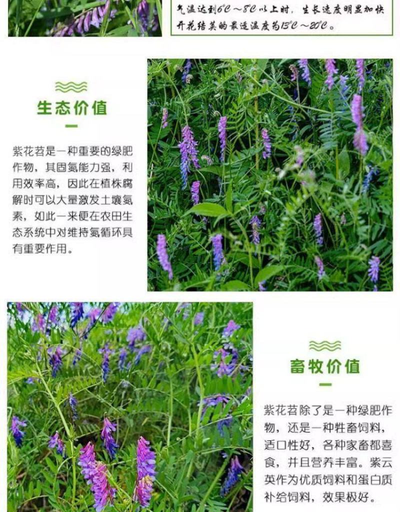 光叶紫花苕种子毛苕子种子果园绿肥种籽养蜂蜜源植物牧草草籽