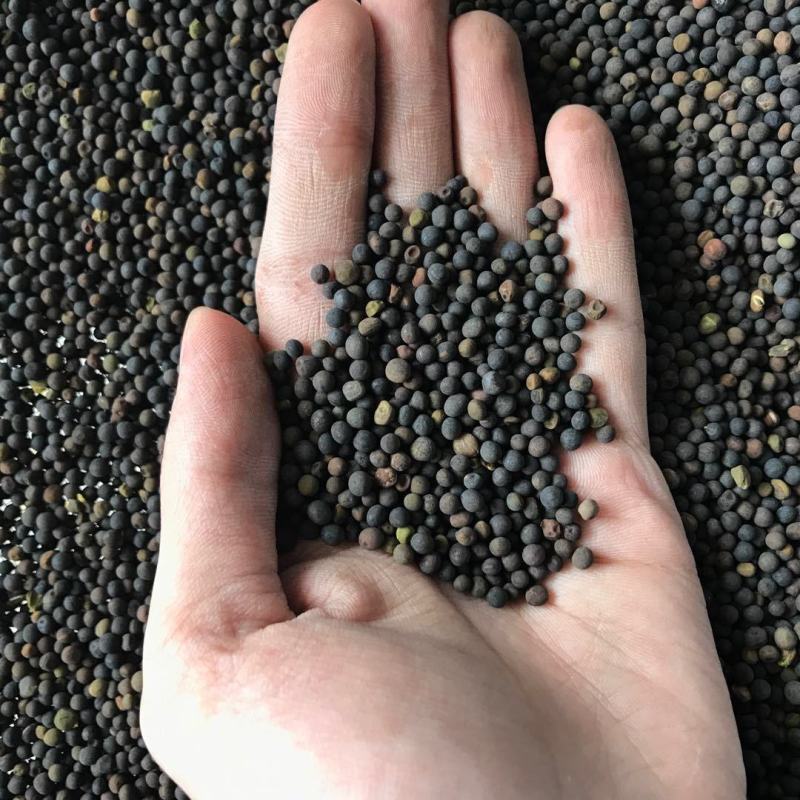 光叶紫花苕种子毛苕子种子果园绿肥种籽养蜂蜜源植物牧草草籽