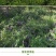 光叶紫花苕种子毛苕子种子果园绿肥种籽养蜂蜜源植物牧草草籽