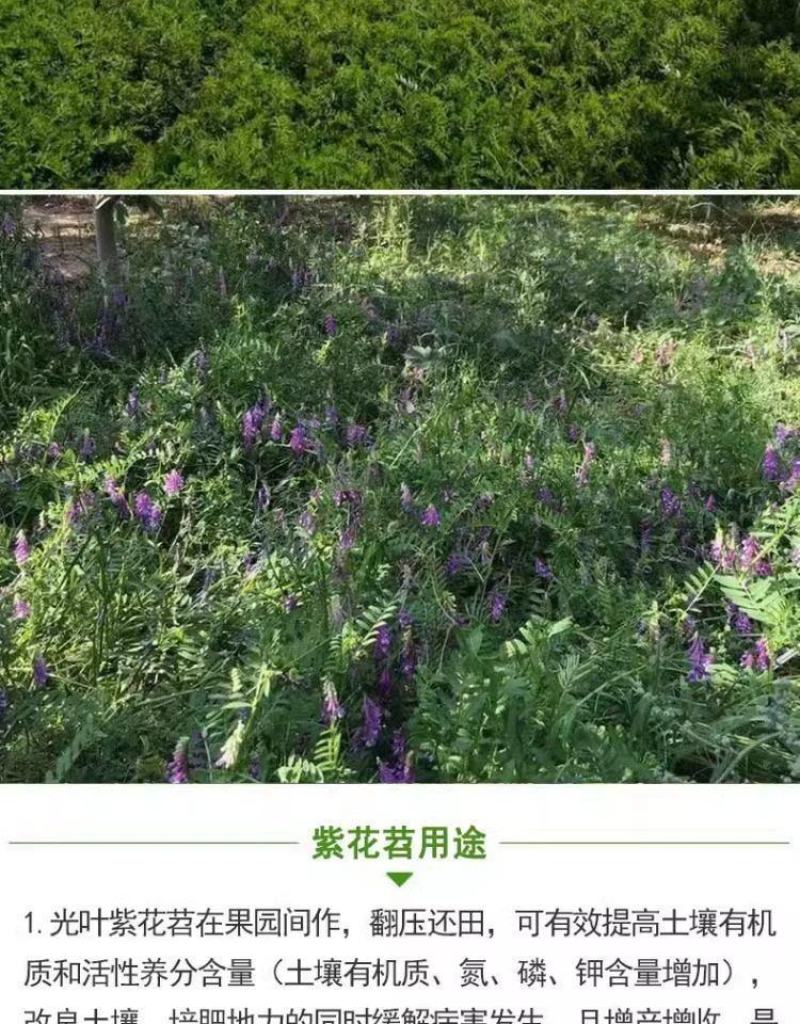 光叶紫花苕种子毛苕子种子果园绿肥种籽养蜂蜜源植物牧草草籽