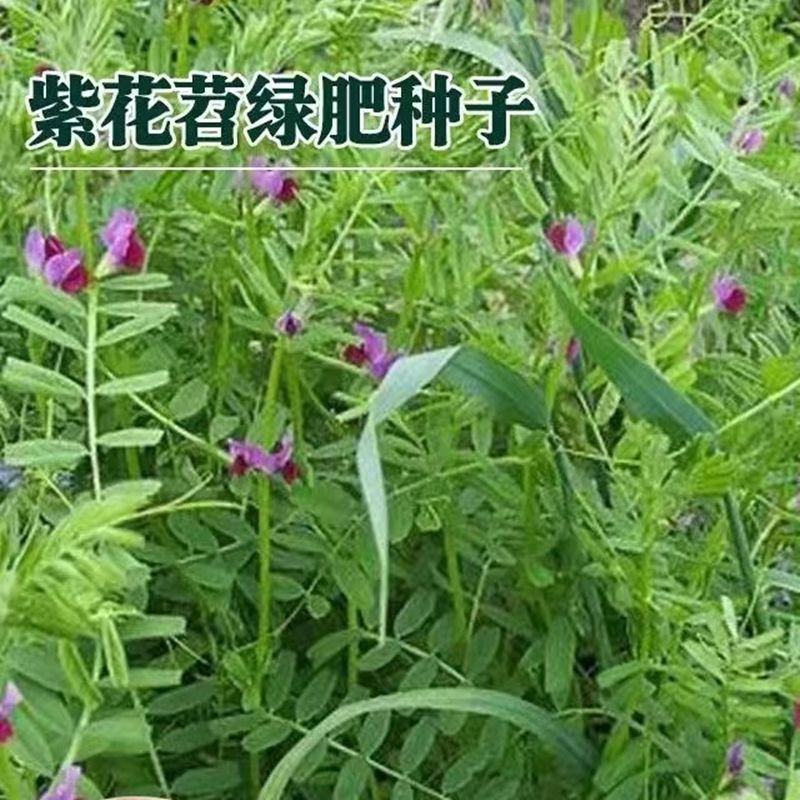光叶紫花苕种子毛苕子种子果园绿肥种籽养蜂蜜源植物牧草草籽