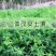 光叶紫花苕种子毛苕子种子果园绿肥种籽养蜂蜜源植物牧草草籽