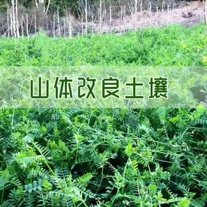 光叶紫花苕种子毛苕子种子果园绿肥种籽养蜂蜜源植物牧草草籽