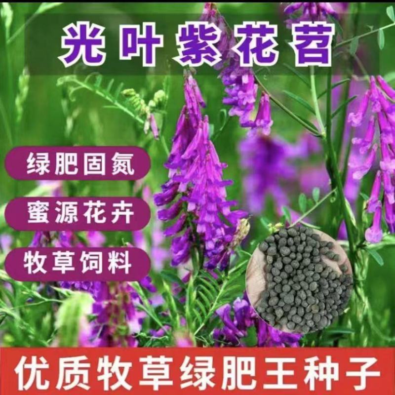 光叶紫花苕种子毛苕子种子果园绿肥种籽养蜂蜜源植物牧草草籽