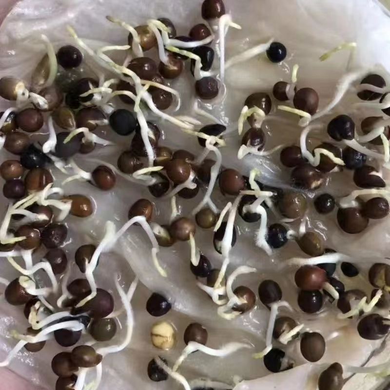 光叶紫花苕种子毛苕子种子果园绿肥种籽养蜂蜜源植物牧草草籽