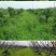 光叶紫花苕种子毛苕子种子果园绿肥种籽养蜂蜜源植物牧草草籽
