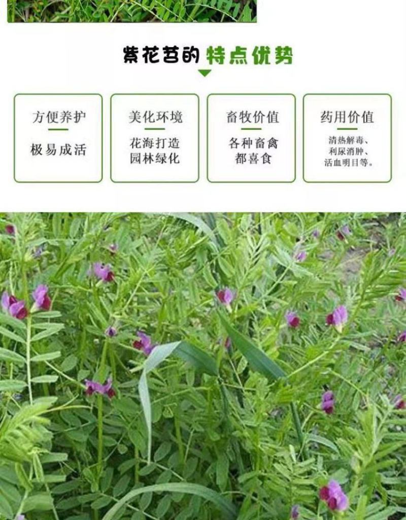 光叶紫花苕种子毛苕子种子果园绿肥种籽养蜂蜜源植物牧草草籽