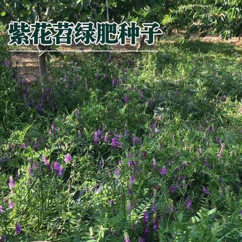 光叶紫花苕种子毛苕子种子果园绿肥种籽养蜂蜜源植物牧草草籽