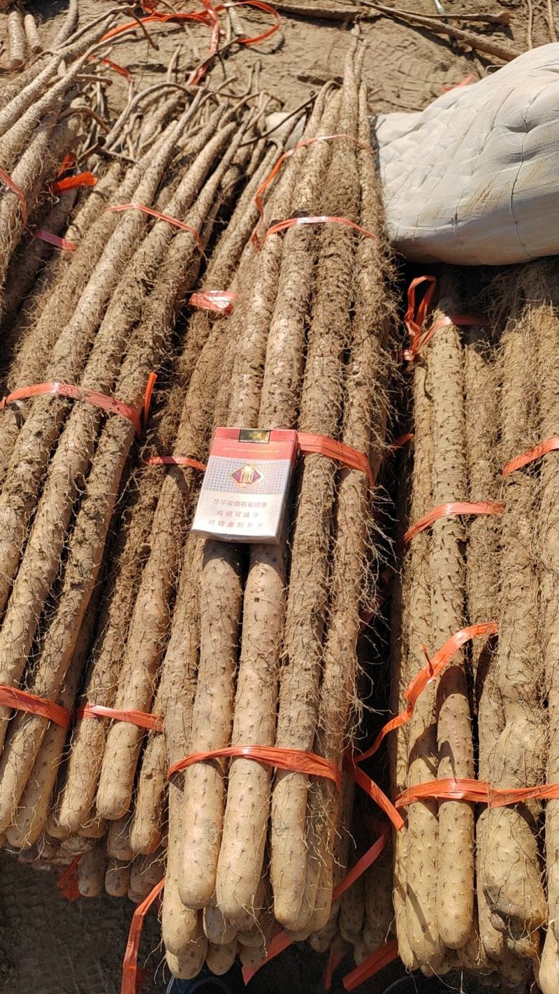 邯郸临漳精品铁棍山药产地直发量大价优对接全国
