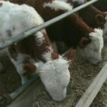 西门塔尔公牛，母牛犊，二岁怀胎牛，育肥公牛