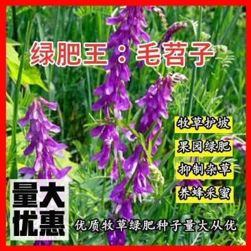 毛苕子种子，果园绿肥饲用养殖牧草蜜源花卉固土护坡草籽批发