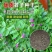 毛苕子种子，果园绿肥饲用养殖牧草蜜源花卉固土护坡草籽批发