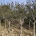 苹果树2～6公分