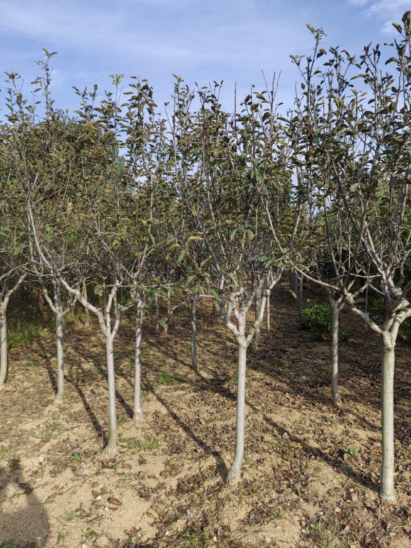 苹果树2～6公分