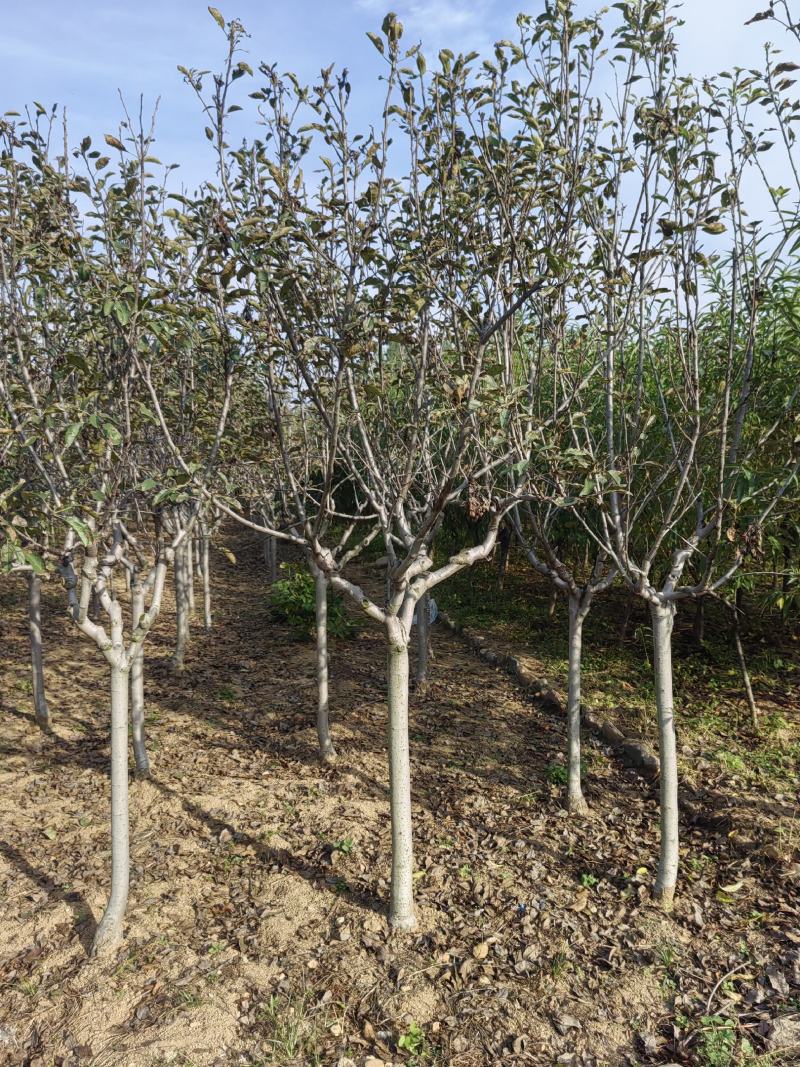 苹果树2～6公分