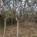 苹果树2～6公分