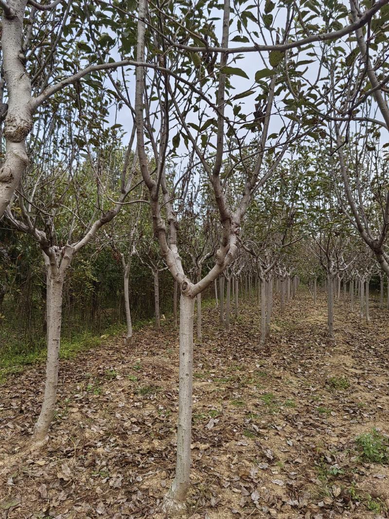 苹果树2～6公分