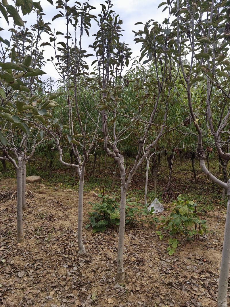苹果树2～6公分