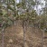 苹果树2～6公分
