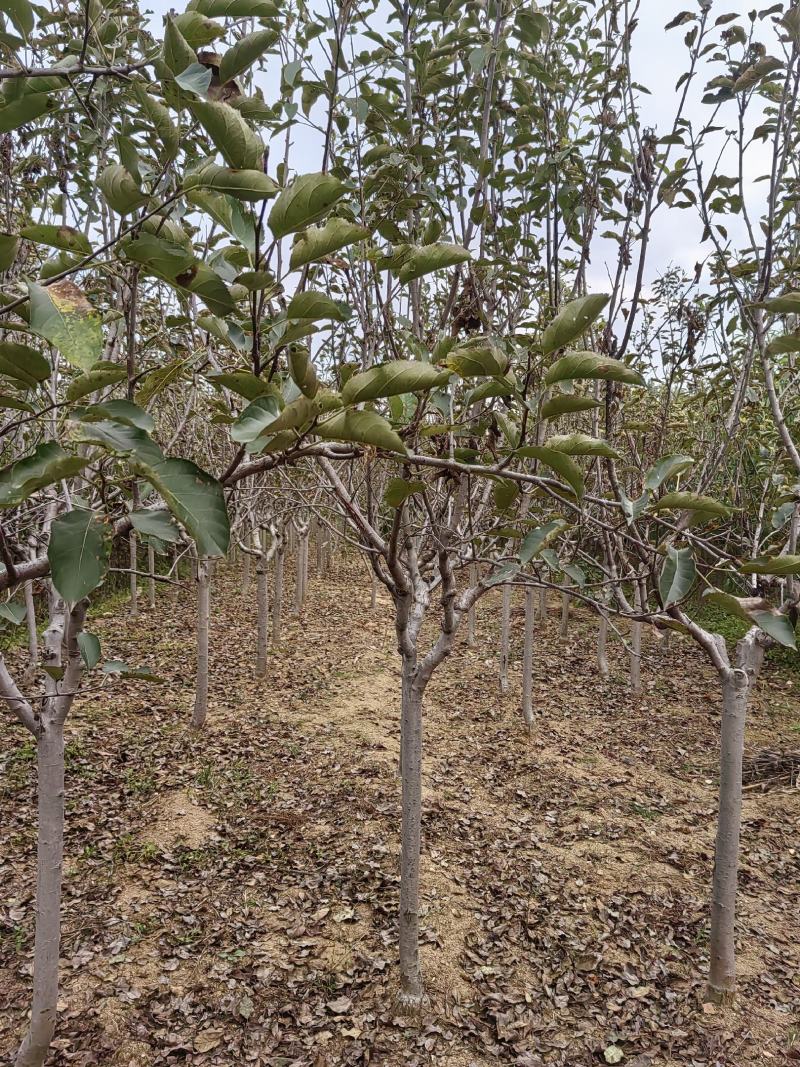 苹果树2～6公分