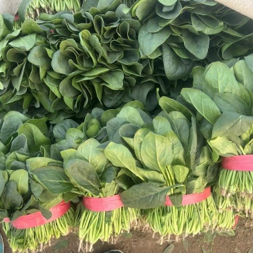 菠菜货源充足大吨位供应，各种规格大小都有