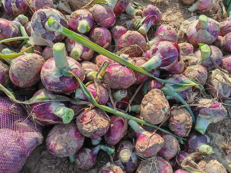 【精品】紫皮洋葱大量有货供应全国质量保证