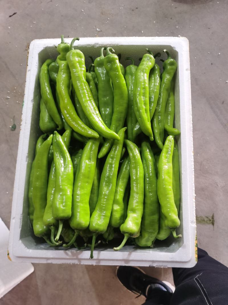 黄皮椒尖椒7989513大量上市