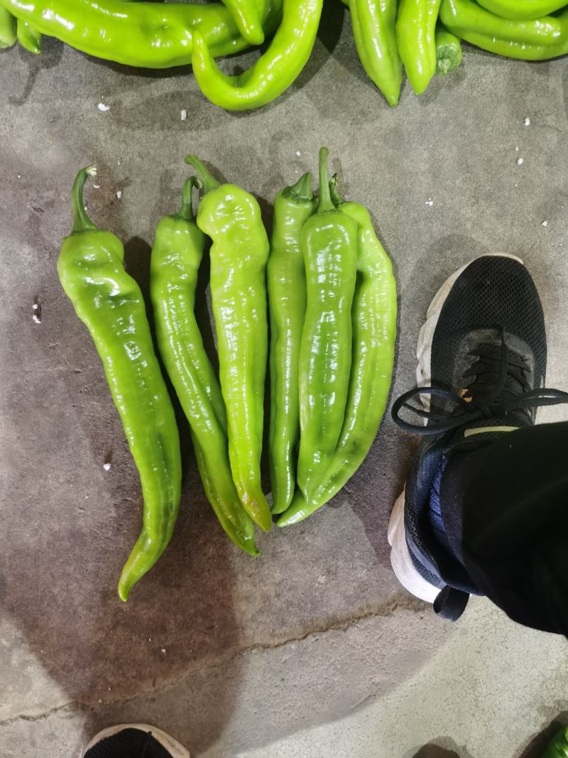 黄皮椒尖椒7989513大量上市