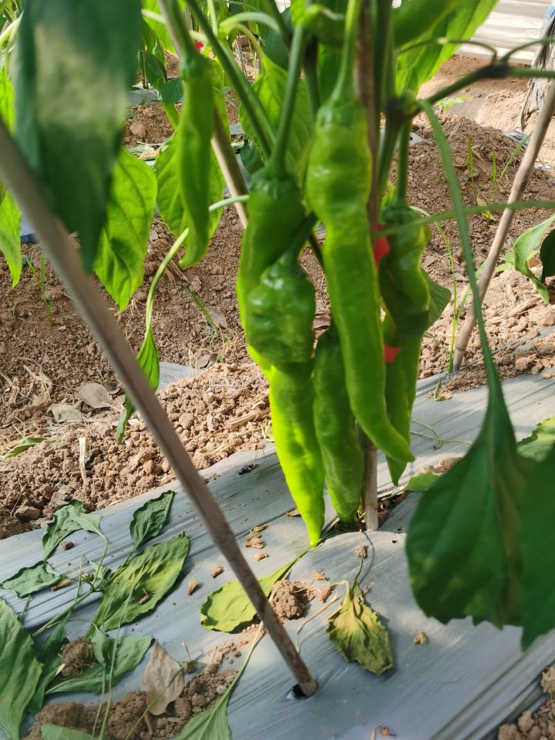 黄皮椒尖椒7989513大量上市
