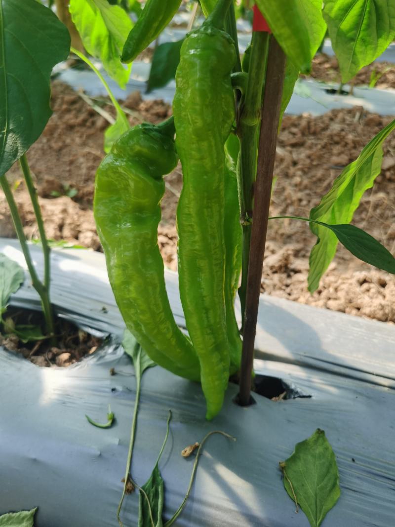 黄皮椒尖椒7989513大量上市