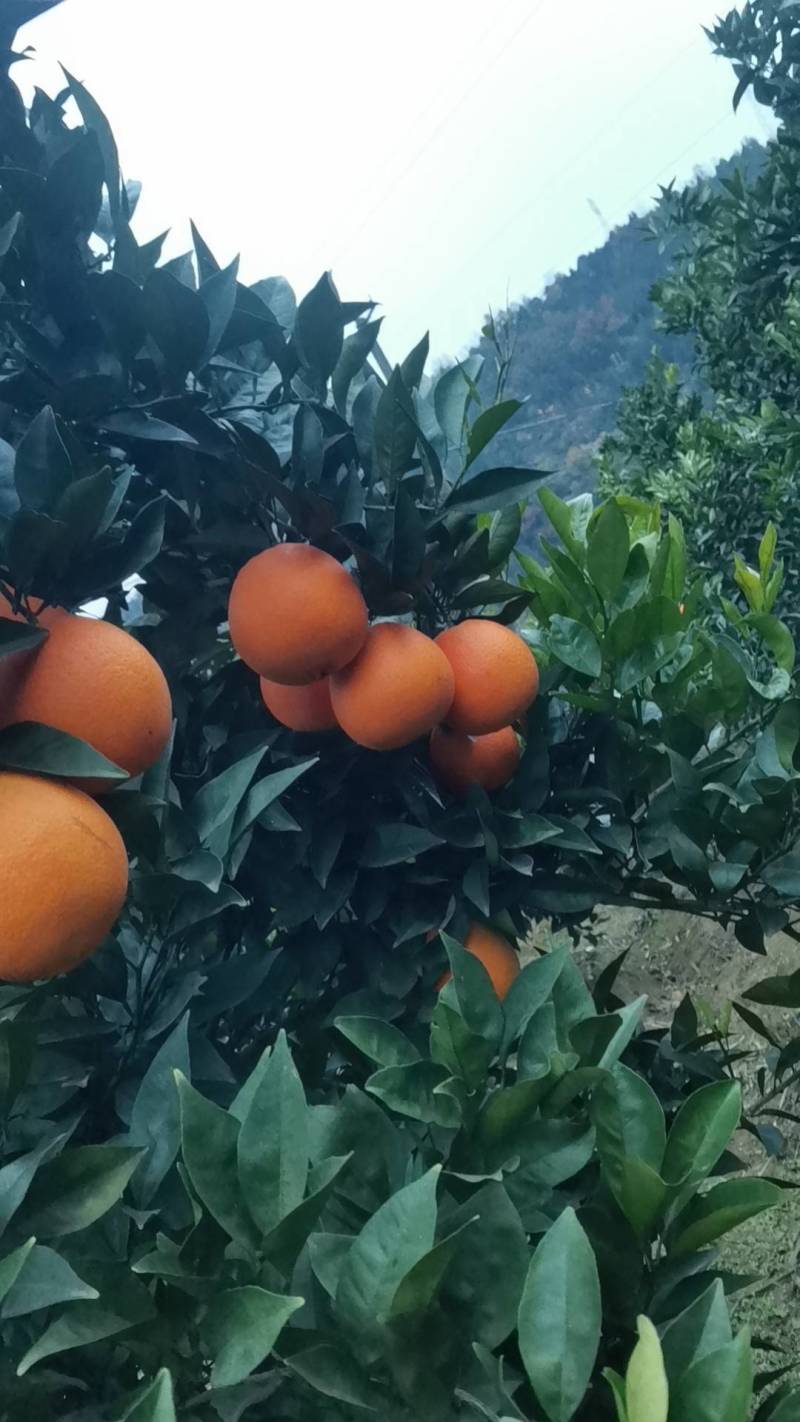 脐橙，长虹，纽荷尔