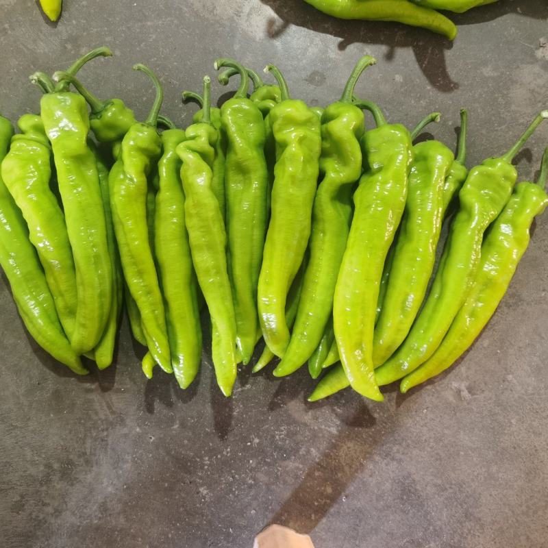 黄皮椒尖椒7989513大量上市