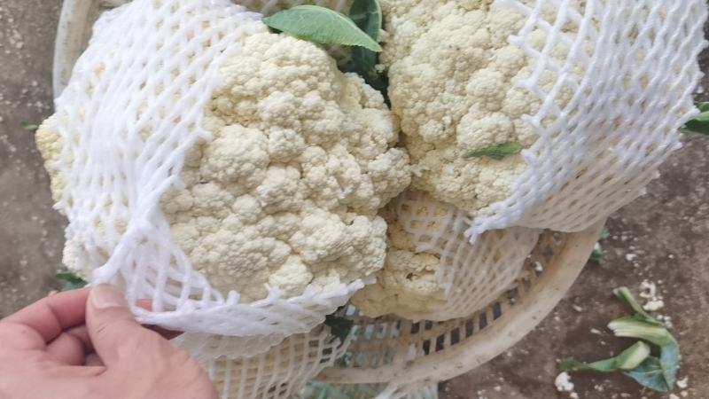 福建漳州有机松花（散花）新上市，欢迎广大老板前来采购！