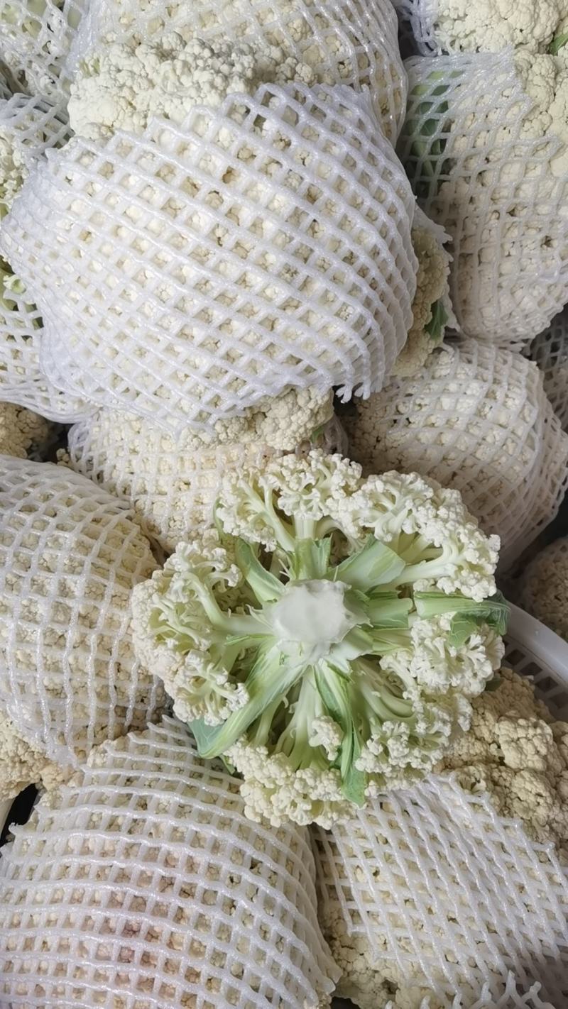 福建漳州有机松花（散花）新上市，欢迎广大老板前来采购！