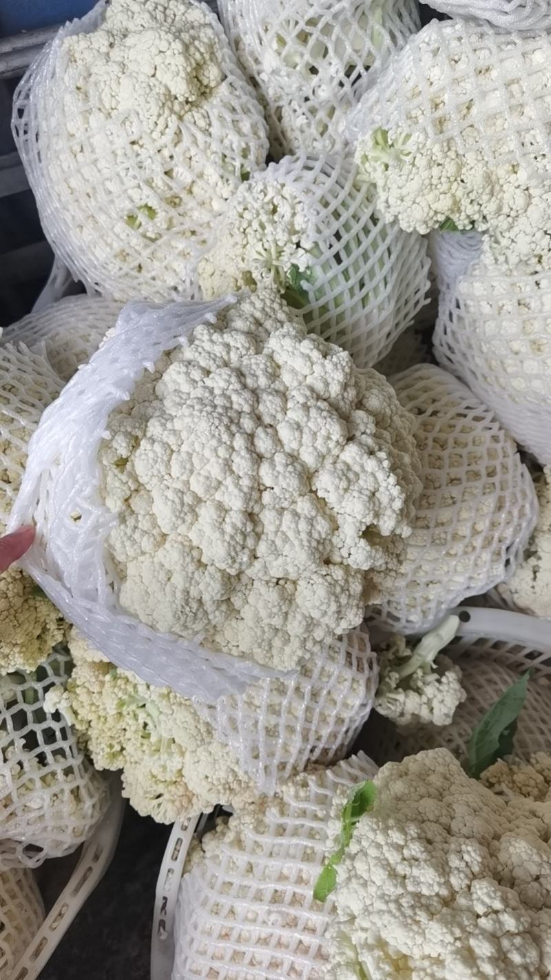 福建漳州有机松花（散花）新上市，欢迎广大老板前来采购！