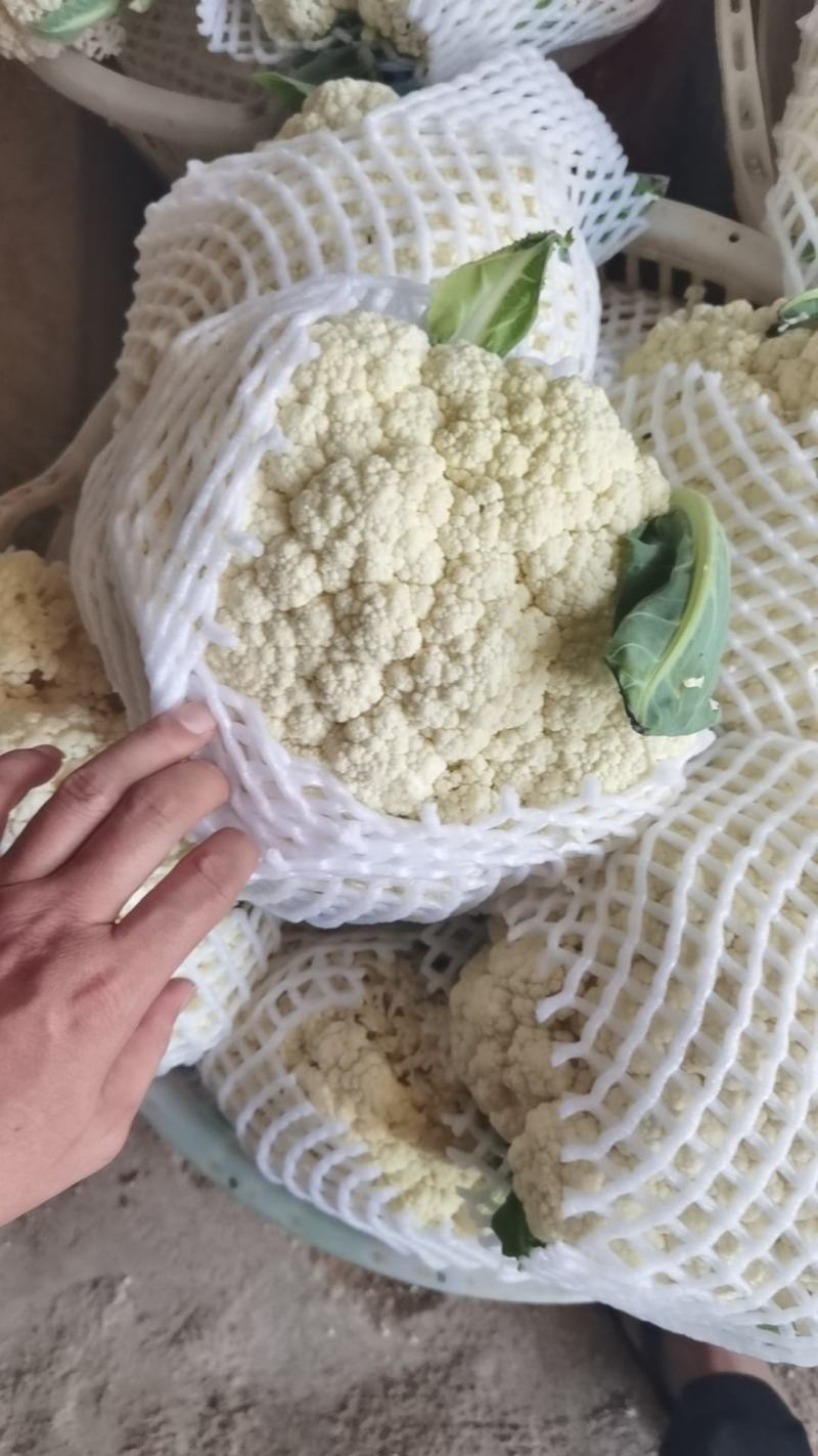 福建漳州有机松花（散花）新上市，欢迎广大老板前来采购！