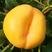 早熟中蟠102桃树苗，自家基地培育，丰果特性，成活率高！