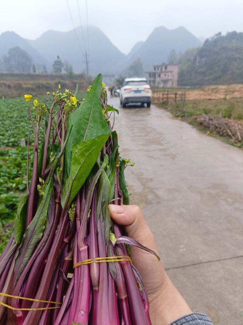 红菜苔大量有货供应