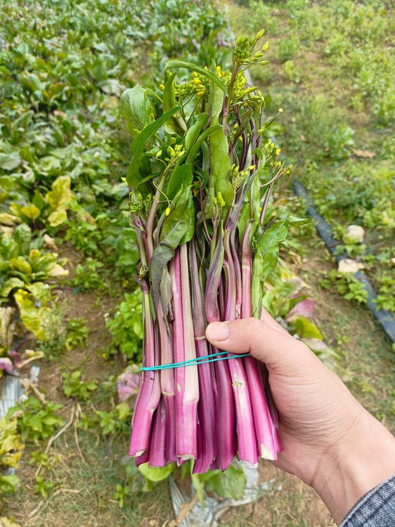 红菜苔大量有货供应