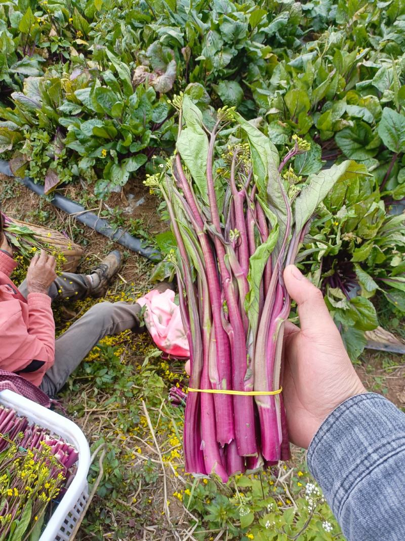 红菜苔大量有货供应